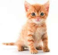 cute kitten image